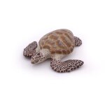 L'univers marin tortue caouanne