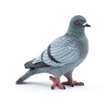 La vie sauvage pigeon