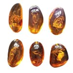 Xm 5 pcs ambre fossile avec insectes de mode belle intrieur spcimens echantillons collection dcorations ...