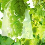 100pcs sac protection fruits sacs filets protection des grappes de raisins contre les oiseaux et insectes ...