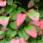 Actinidier panach� - actinidia kolomikta - 50 - 60 cm pot