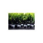 Etiquette ultra r�sistante laser 99, 1 x 67, 7 mm avery l4715 - 20 blanche - pochette de 160