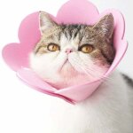 Collier pour animaux de compagnie collier anti - l�chage collier de protection collier chat �lisab�thain ...