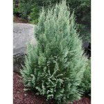 Cypr�s de lawson 'white spot' pot de 2l / 3l