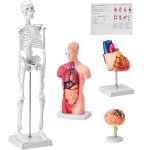Mophorn - ensemble de 4 modèles d'anatomie humaine outils d'étude 3d pour le cerveau, le torse, le c?ur ... Mophorn - ensemble de 4 modèles d'anatomie humaine outils d'étude 3d pour le cerveau, le torse, le c?ur ...