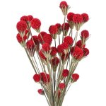 Mowze - fleurs séchées rouge fleur séchée décoration bouquet mariage vase maison fête photographie fleur ... Mowze - fleurs séchées rouge fleur séchée décoration bouquet mariage vase maison fête photographie fleur ...