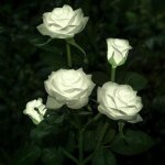 Lampes solaires � led en forme de roses artificielles pour ext�rieur, d�coration de jardin, cour, patio, ...