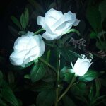 [jamais utilis�] lumi�res de fleur solaire rose artificielles lumi�res led solaires d�coratives pour ...