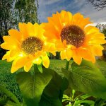 Lumires solaires extrieures fleur, 2 paquets led lumire solaire jardin de tournesol dcorations, solaire ...