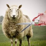 Manuelle de mouton, tondeuses à laine de chèvre et de mouton, ciseaux de cisaillement à main en acier ... Manuelle de mouton, tondeuses à laine de chèvre et de mouton, ciseaux de cisaillement à main en acier ...