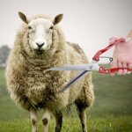 Manuelle de mouton, tondeuses  laine de chvre et de mouton, ciseaux de cisaillement  main en acier ...