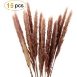 Pampasgras, naturel pampasgras getrocknet deco pampas gras communis fleurs s�ches bouquet de fleurs pour ...