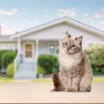 Swanew filet de protection pour chat filet pour chats autres accessoires pour chats filet de scurit ...