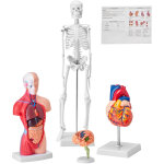 Vevor ensemble de modeles anatomiques humains 4pcs cerveau coeur torse et squelette grandeur nature modele ...
