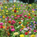 1 000 graines de fleurs sauvages m�lang�es fleurs sauvages color�es attire les abeilles et les papillons ...