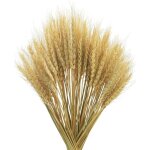 100 d�corations herbe de bl� s�ch�e, bouquets mariage, d�coration boh�me, f�te rustique � la ferme