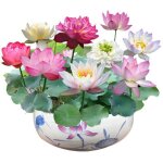 120 graines de lotus, graines de lotus de bol de bonsa� de couleurs m�lang�es, graines de lotus d'eau, ...