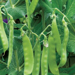 15 graines de pois gourmands, pr�tes � �tre sem�es - gousses croquantes et comestibles, l�gumes - graines ...