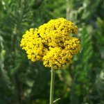 3 achilles eupatoire 'parker's variety' (achillea filipendulina)