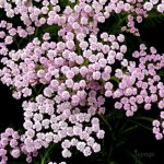 3 achillées millefeuille 'lilac beauty' (achillea millefolium) 3 achillées millefeuille 'lilac beauty' (achillea millefolium)