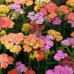 3 achillées 'summer pastel' (achillea 'summer pastel') 3 achillées 'summer pastel' (achillea 'summer pastel')