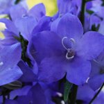 P�pini�res naudet ? 3 campanules 'pyramidale' bleue ? plante vivace fleurie ? hauteur � maturit� 90cm ...