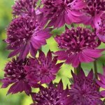 P�pini�res naudet ? lot de 3 grande astrances 'venice' ? plante vivace florif�re ? exposition mi - ombre ...