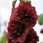 3 roses trémière charter's double pourpre (alcea rosea charter's) 3 roses trémière charter's double pourpre (alcea rosea charter's)