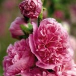 3 roses trémière 'double rose' (alcea rosea charter's) 3 roses trémière 'double rose' (alcea rosea charter's)