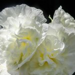 3 roses trémière 'double blanc' (alcea rosea chater's) 3 roses trémière 'double blanc' (alcea rosea chater's)