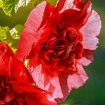 Pépinières naudet - 3 roses trémière 'double rouge' (alcea rosea chater's) Pépinières naudet - 3 roses trémière 'double rouge' (alcea rosea chater's)