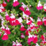 P�pini�res naudet ? 3 sauges bicolores 'little kiss' ? plante vivace compacte ? fleurs rouges et blanches ...