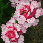 P�pini�res naudet ? lot de 3 verveines 'pink parfait' ? plante vivace parfum�e ? floraison rose et rouge ...