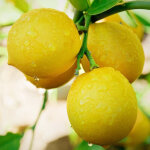 400 graines de fraises blanches, graines de fraises, graines de fruits, sucr�es, adapt�es � la plantation ...
