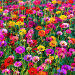 4000 graines de fleurs sauvages m�lang�es, faciles � cultiver, fleurs color�es, attirent les abeilles ...