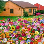 5000 graines de fleurs sauvages m�lang�es, faciles � cultiver, fleurs color�es, attirent les abeilles ...