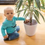 Abus - grille de protection pour plante