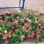 Achill�e millefeuille paprika / godet