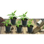 Achill�e millefeuille red beauty | conditionnement: lot de 5 godets