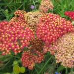 Achill�e millefeuille red beauty / godet