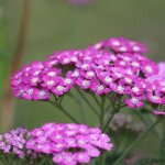 Achill�e millefeuille sammetriese / godet