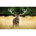 Affiche decoration murale joli cerf , 60x40cm - made in france