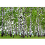 Photo murale forêt d'arbres bouleaux 360x254 cm, 4 lés Photo murale forêt d'arbres bouleaux 360x254 cm, 4 lés