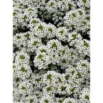 Alysse odorante 'snow princess' mini - motte � 1, 5 / 2, 5 cm, plant vert de 5 � 10 cm de haut (par 5) ...