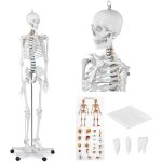 Mod�le anatomique du squelette humain 176 cm + poster anatomique