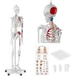 Modle anatomique du squelette humain 180 cm + poster anatomique