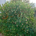 Arbousier, arbre aux fraises compacta / pot de 4l