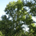Arbre aux quarante cus (ginkgo biloba)