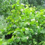 Plantes avenue - arbre aux anmones venus / pot de 3l