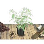 Arbre aux papillons davidii nanho purple / pot de 4l